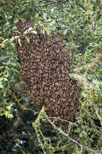 Large Bee Swarm