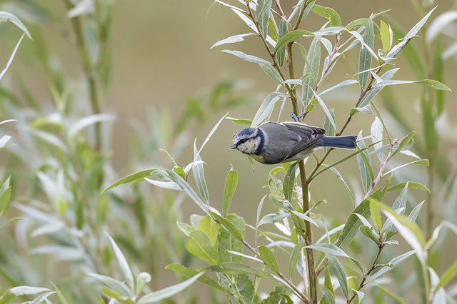 Blue Tit in Willows