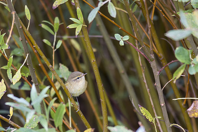 Chiffchaff in the willow