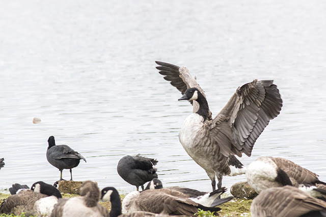 All a flap - Canada Goose flapping