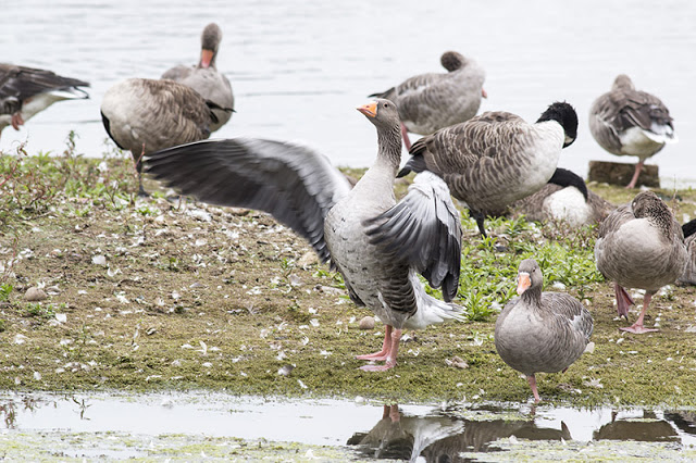 Conducting the cacophony - Greylag goose flapping