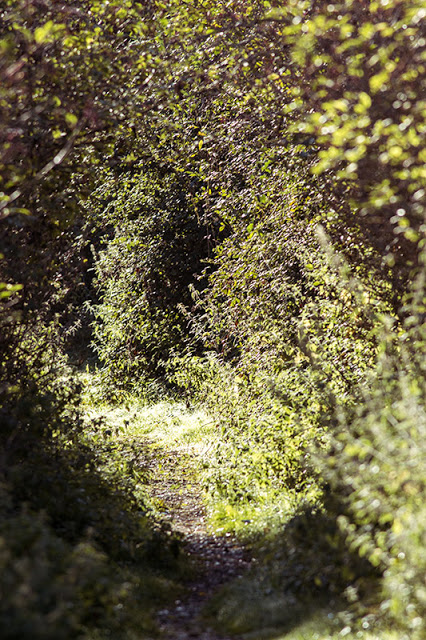 Path through the bushes