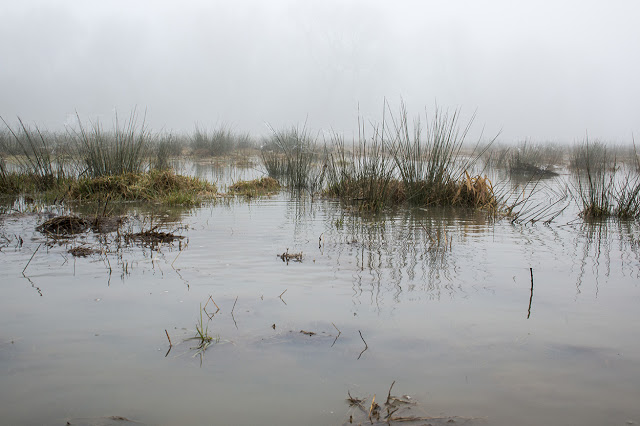 Dead Marshes