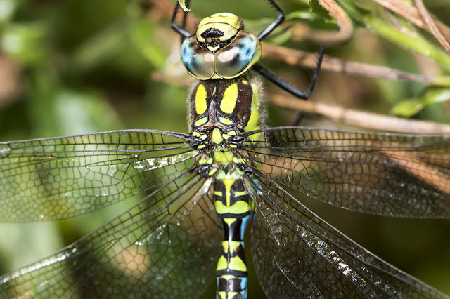 Southern Hawker up close