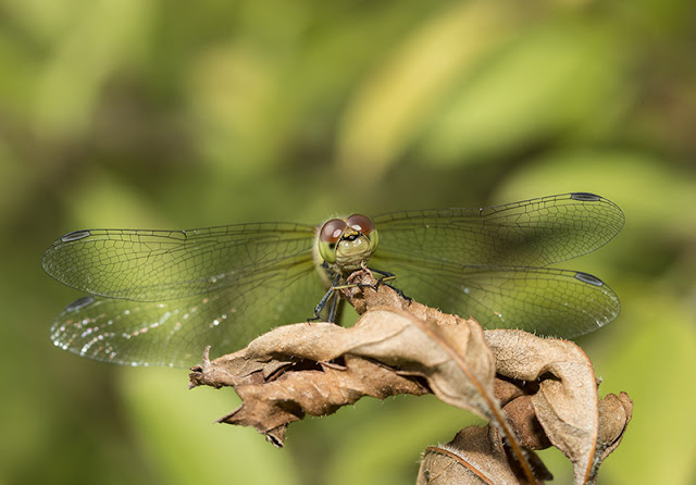 Female Common Darter head on (stacked set of 2 images)