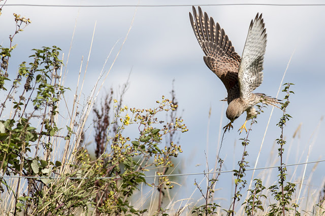 In for the Kill - Kestrel dropping into long grass