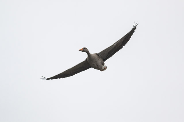 Greylag Goose flying over