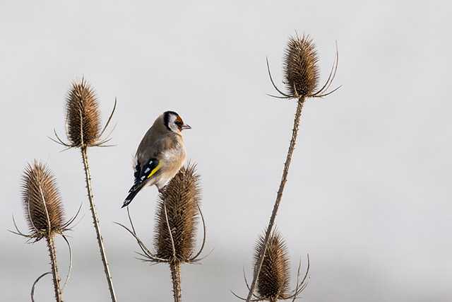 Profile of Goldfinch
