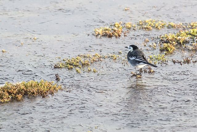 Male Pied Wagtail walking on ice