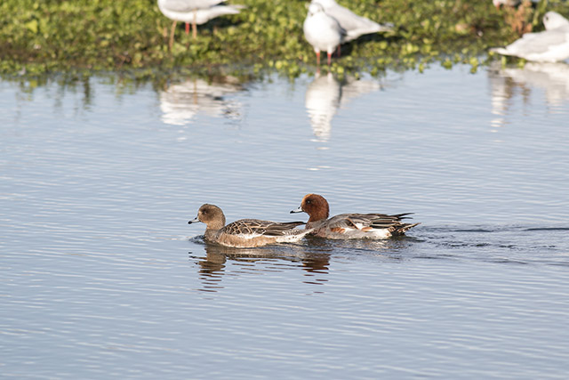 Male and Female Wigeon swimming